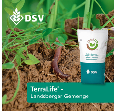 Zwischenfruchtmischung - TerraLife Landsberger Gemenge