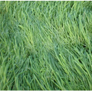 Avoine rude - Saia 6