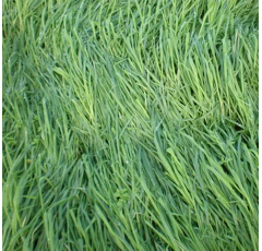 Avoine rude - Saia 6