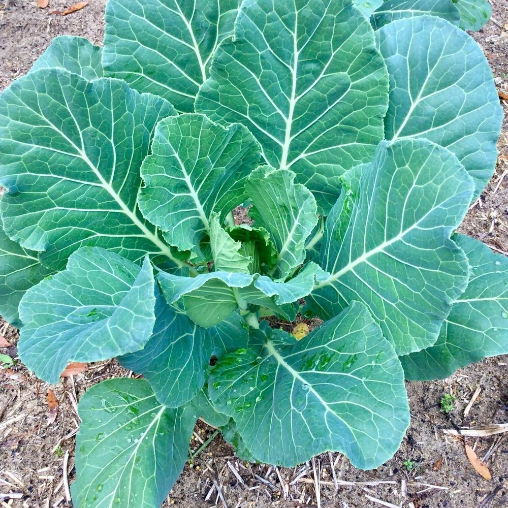 Graines De Chou Fourrager Proteor Vilmorin - Très Productif, Riche En Extrait Sec - Pour Fourrage Ou Jardin