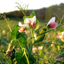 Sommerfuttererbse - ANDREA