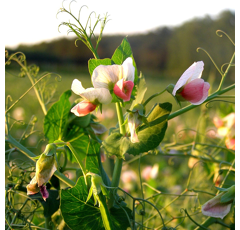 Pois fourrager de printemps - Andrea