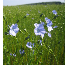 Lin oléagineux de printemps - Buffalo