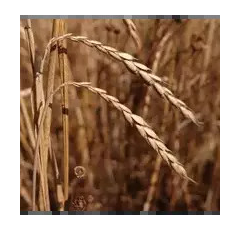 Dinkel - Conforte BIO