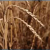 Dinkel - Conforte BIO