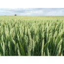 Trigo de fuerza de primavera - Galera - Aristado