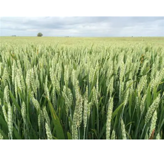 Trigo de fuerza de primavera - Galera - Aristado