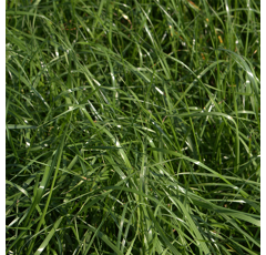RGH tétraploïde - Rusa - BIO