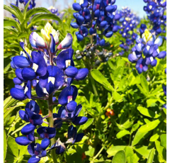 Lupin bleu de printemps - Boregine - BIO