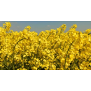 SY Matteo | Hybrider Winterraps