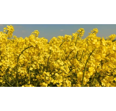 SY Matteo | Hybrider Winterraps