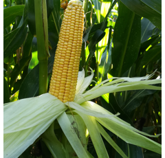 Saatmais - MAS 250.F (S250 K250) MAS SEEDS