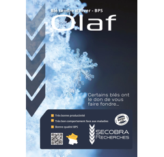 Blé tendre d'hiver - Olaf