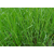 Ray-grass híbrido tetraploide- Astoncrusader - R1