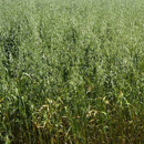 Avena blanca alternativa - Hamel