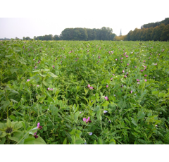 Zwischenfruchtmischung - TerraLife N-Fixx 50