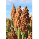 Sorghum - STYX- Biomasse