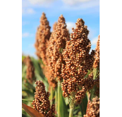 Sorghum - Arsky - Körnermasse