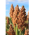 Sorghum - Arsky - Körnermasse