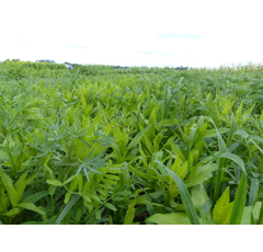 Zwischenfruchtmischung - TerraLife SolaRigol