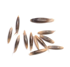 Avoine rude - Luxurial