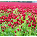 Trèfle incarnat - Red - BIO