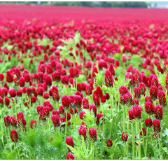 Trèfle incarnat - Red - BIO