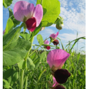 Pois fourrager de printemps - Rif - BIO