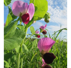 Pois fourrager d'hiver - Assas - BIO