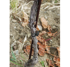 Ankergummi Schnellbinder - verschiedene Größen