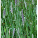 Wiesenlieschgras - RHONIA