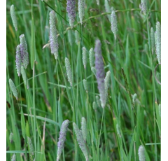 Wiesenlieschgras - RHONIA