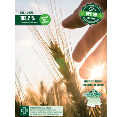 Blé tendre d'hiver - SY Transition