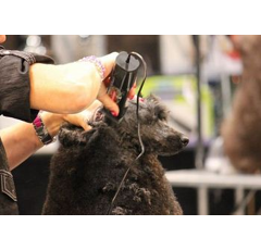 Tondeuse Saphir Cord pour petits animaux - HEINIGER