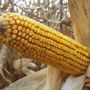 Saatmais - MAS 300.B (S300 K290) MAS SEEDS