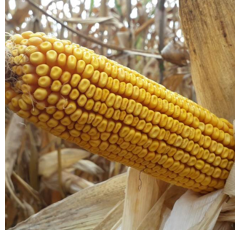 Saatmais - MAS 300.B (S300 K290) MAS SEEDS