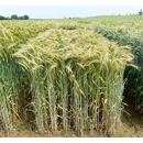 Triticale - Bikini - BIO