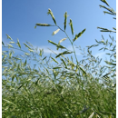 Fétuque des prés - Pardus