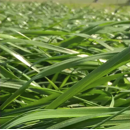 RGH diploïde - Gumpensteiner