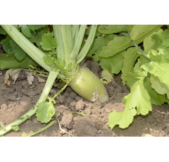 Zwischenfruchtmischung - TerraLife Rigol TR