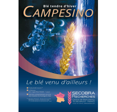 Winterweizen -  Campesino