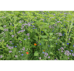 Zwischenfruchtmischung - PROGREEN Honigpflanzen für Brachen, einjährig