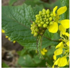 Moutarde brune  - Terminator