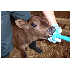 Lot de 4 Sacs de colostrum avec embout et tube - ANTAHI