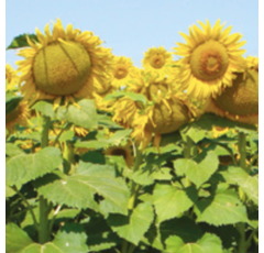 Girasol Linoleico Medio - Primoli