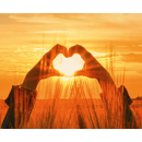 Trigo blando de invierno - Passion