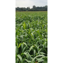 Sorgo forrajero multicorte - Suzy - R1