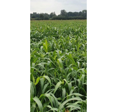 Sorgo forrajero multicorte - Suzy - R1