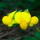 Gewöhnlicher Hornklee - LEO