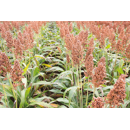Sorghum - RGT Huggo - Körnermasse